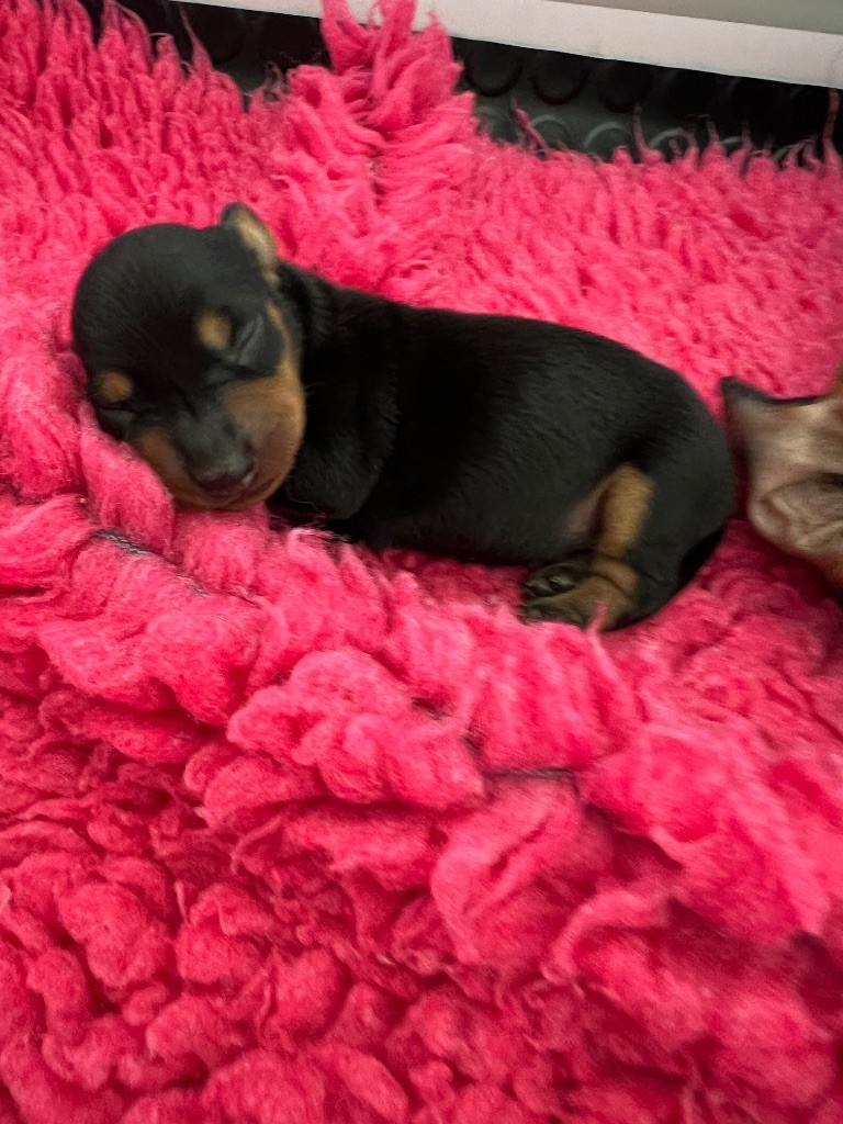 De La Cour De Razemotte - Chiots disponibles - Teckel poil ras