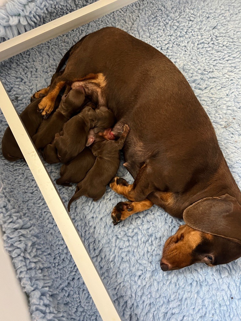 Chiot Teckel poil ras De La Cour De Razemotte