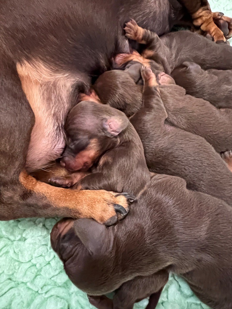 De La Cour De Razemotte - Chiots disponibles - Teckel poil ras