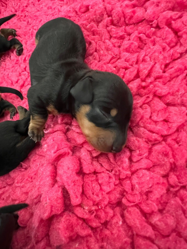 De La Cour De Razemotte - Chiots disponibles - Teckel poil ras