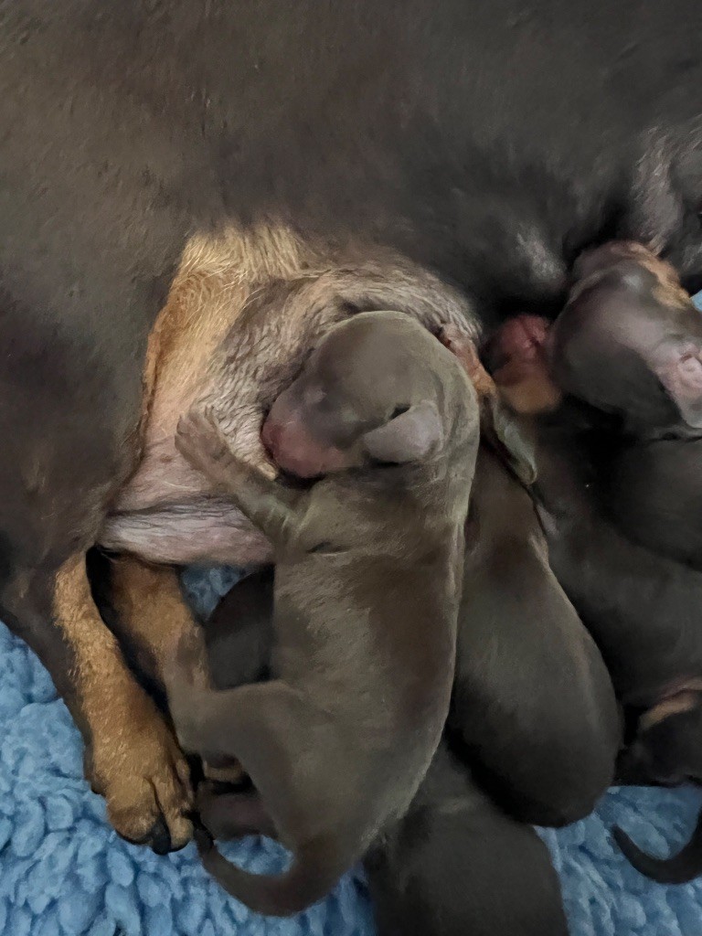 De La Cour De Razemotte - Chiots disponibles - Teckel poil ras