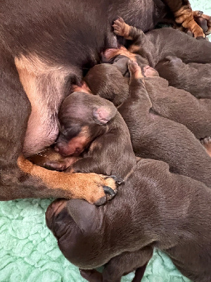 CHIOT 1