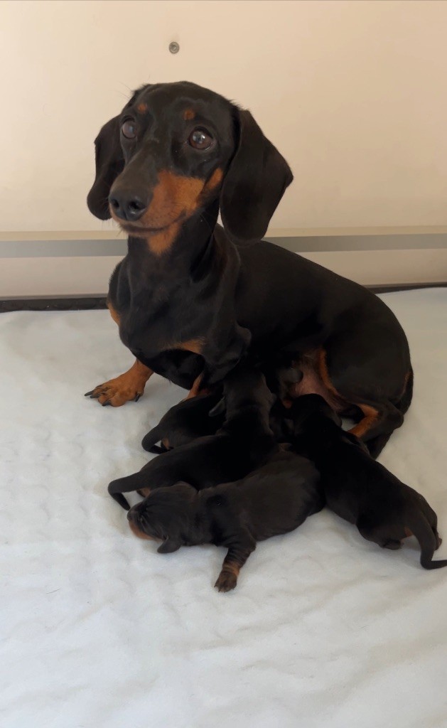 Chiot Teckel poil ras De La Cour De Razemotte